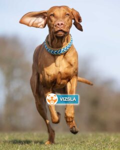 Vizsla