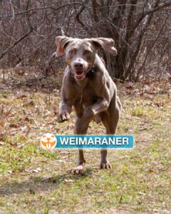 Weimaraner
