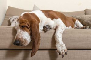 Discover Which Low-Energy Dogs Are a Perfect Fit for Relaxed Lifestyles