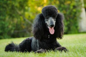 Hypoallergenic Dog Breeds That Won't Make You Sneeze