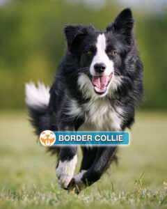 Border Collie