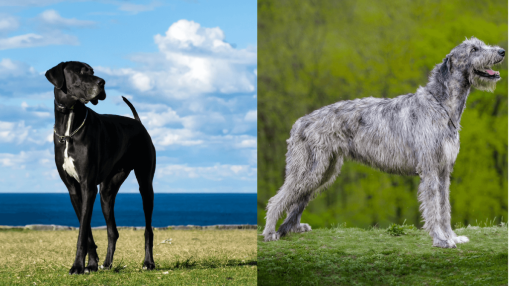 Great Dane vs. Irish Wolfhound