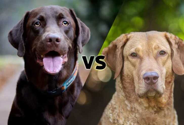 Labrador Retriever and Chesapeake Bay Retriever comparison