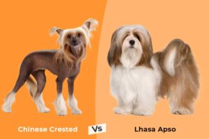 From Hairless to Dreadlocks: Unique Dog Breeds for Every Grooming Preference