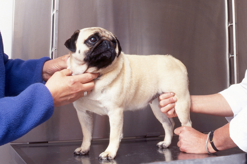 Image showcasing 10 Common Genetic Disorders in Dogs You Should Know - Empowering Dog ...