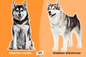 The Canine Confusion: Breeds Often Mistaken for Other Breeds
