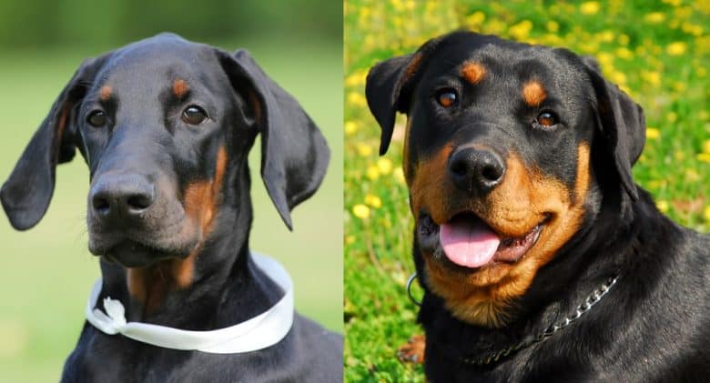 Rottweiler vs. Doberman Pinscher