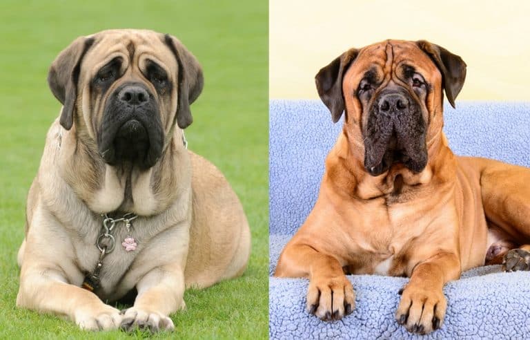 Bullmastiff vs. Mastiff
