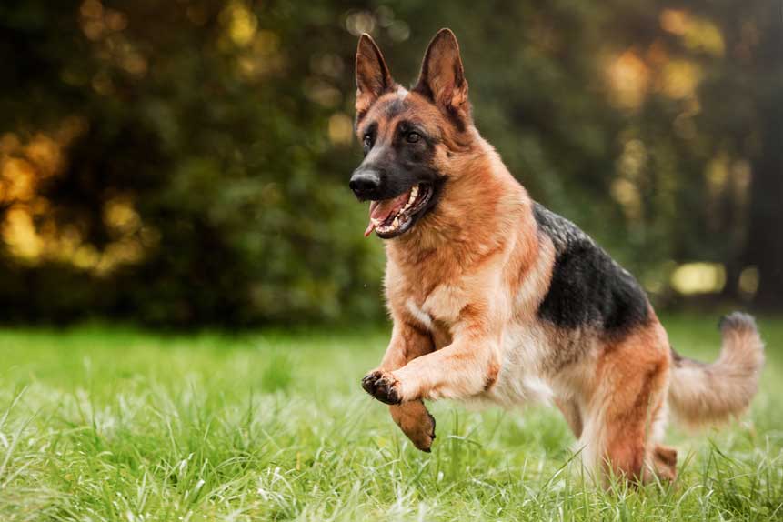 Short-eared German Shepherd on guard