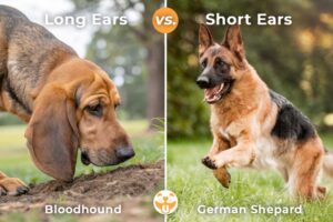 Long Ears vs. Short Ears: The Role of Ear Structure in Dog Breeds