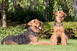 Could the Airedale Terrier Be Your Perfect Match?