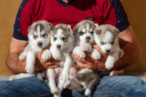 Understanding Guardian Homes: The Hidden Truth Behind Charming Facades