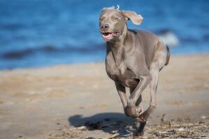 Weimaraner with silver coat standing outdoors