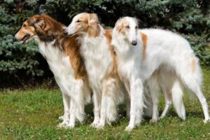 Breed Love Big Dogs? Discover the Borzoi – History, Traits & Temperament