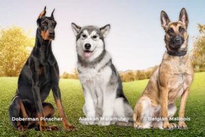 Working Dog Breeds: Doberman Pinscher vs Belgian Malinois vs Alaskan Malamute