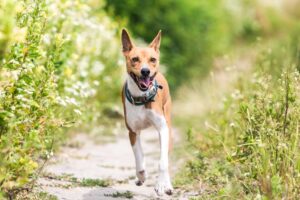 Is the Basenji Dog Right for You? | Basenji Breed Guide