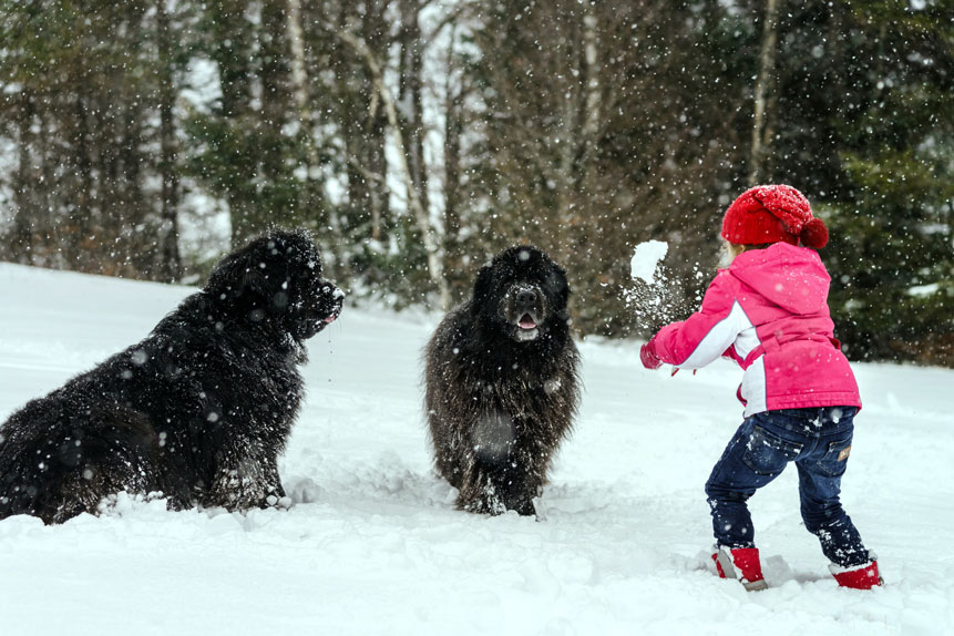 Picture of Best Dog Breeds for Cold Weather | First-Time Owners - Empowering Dog ...