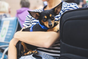 Keeping Your Pet Safe While Traveling: Essential Tips