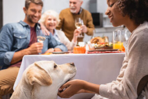 Holiday Pet Safety Tips | Keep Pets Safe During the Holidays