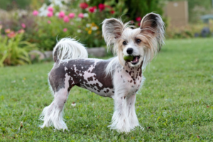 Is the Chinese Crested the Right Dog for You?