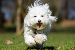Coton de Tulear: The Right Dog for Your Lifestyle?