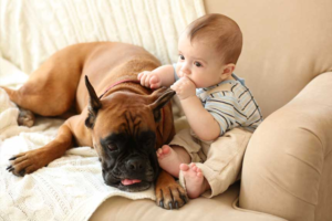 Is the Boxer a Good Family Dog? Traits & Owner Guide