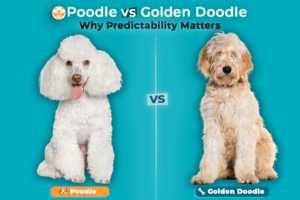 Poodle vs Goldendoodle: Key Differences Explained