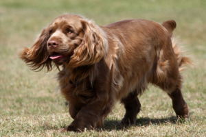 The Sussex Spaniel is a medium-sized, sturdy sporting dog with a rich golden-liver coat, soulful brown eyes, and a naturally calm presence.