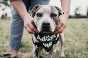 How to Decode Rescue Dog Adoption Listings