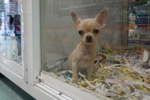 Where Do Puppies Come From? The Truth Explained