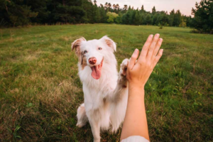 Choosing the Right Dog Breed for Your Lifestyle