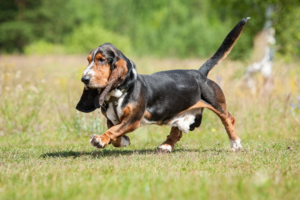 Basset Hound: Is This the Right Dog for You?