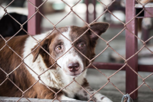 The Shelter Cycle: Why Dogs Keep Getting Rehomed