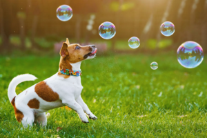 Learn how to keep your dog safe in summer heat with tips for puppies, seniors, hydration, and daily routines.