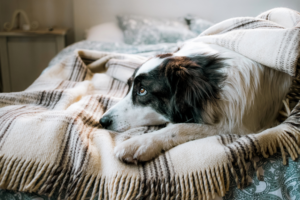 Why People Choose the Wrong Dog Breed