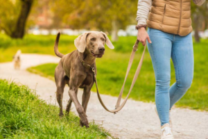 The Athletic Owner: Best Dog Breeds for Runners and Outdoor Couples