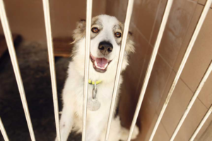 The Shelter Cycle & Why It Keeps Repeating