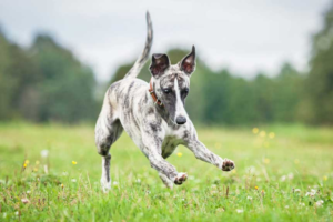 Is the Whippet the Right Dog for You?